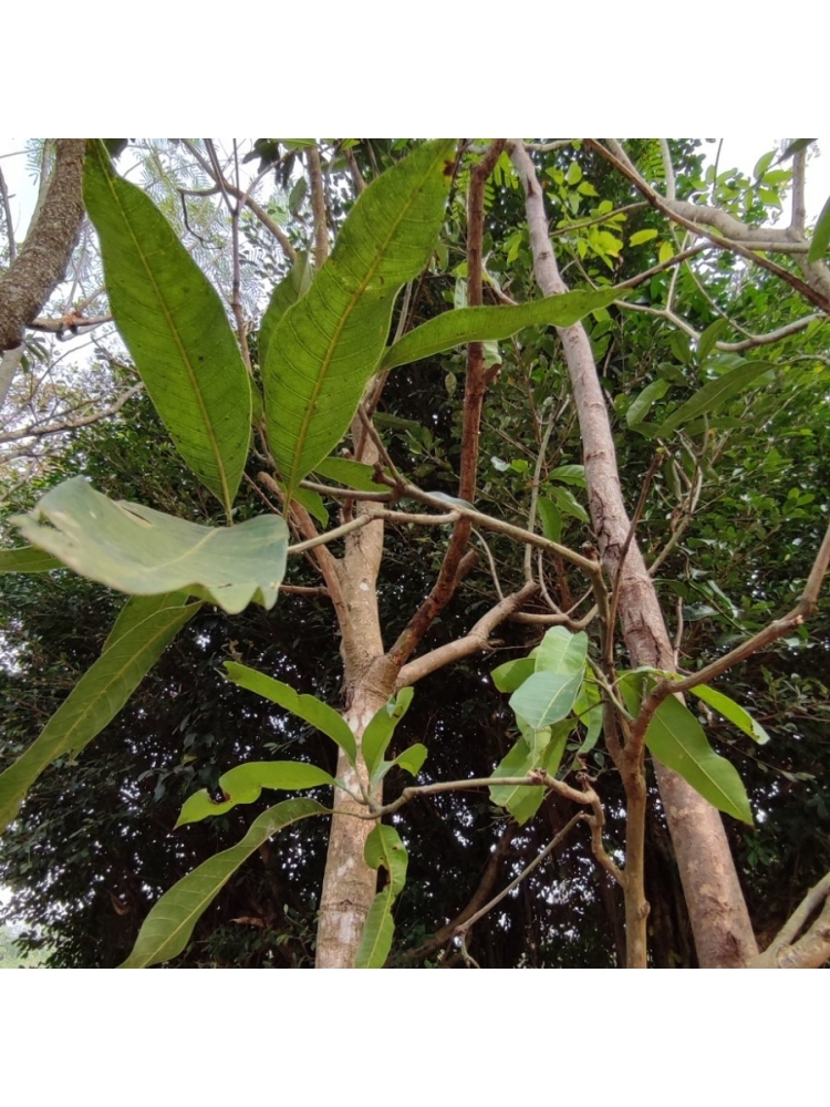 VELLAI COLOMBAN (Mangifera indica)